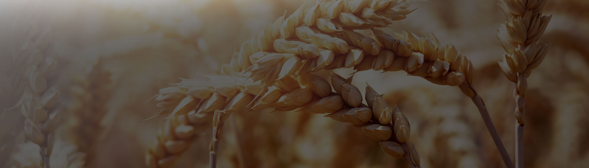 ����ٷ���վ